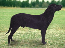 Мальоркская пастушья собака