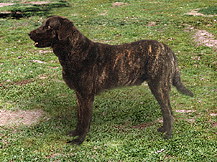 Португальская пастушья собака