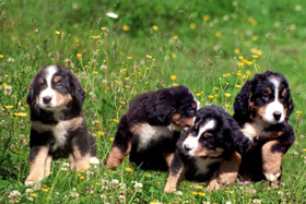 Бернский зенненхунд - наши щенки