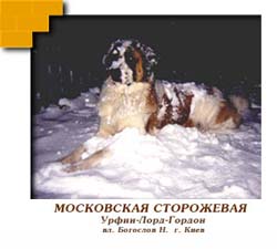 Московская сторожевая - охранная собака на zooclub.com.ua