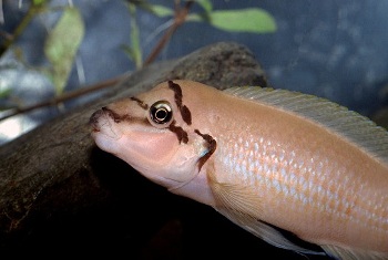 ХАЛИНОХРОМИСЫ (Chalinochromis)