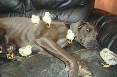Собака взяла на себя ответственность за воспитание цыплят