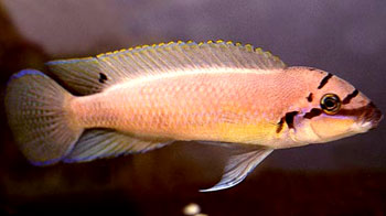 ХАЛИНОХРОМИС БРИШАРА (Chalinochromis brichardi Poll, 1974)