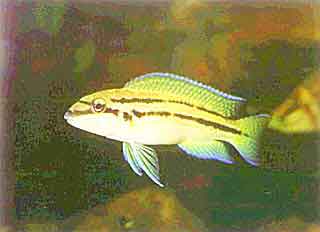 ХАЛИНОХРОМИС ДВУХПОЛОСЫЙ (Chalinochromis sp. «bifrenatus»)