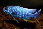 ХАПЛОХРОМИСЫ (Haplochromis)