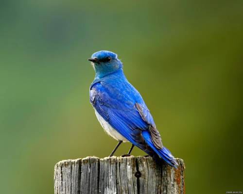 Синяя птица, род птиц семейства дроздовых