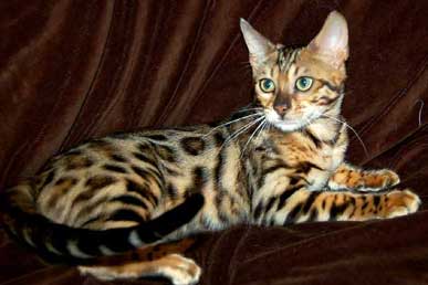 Бенгальская кошка на zooclub.com.ua