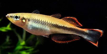 БЕДОЦИИ (Bedotia), род рыб семейства атерин