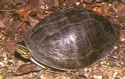 Амбоинская шарнирная черепаха на zooclub.com.ua