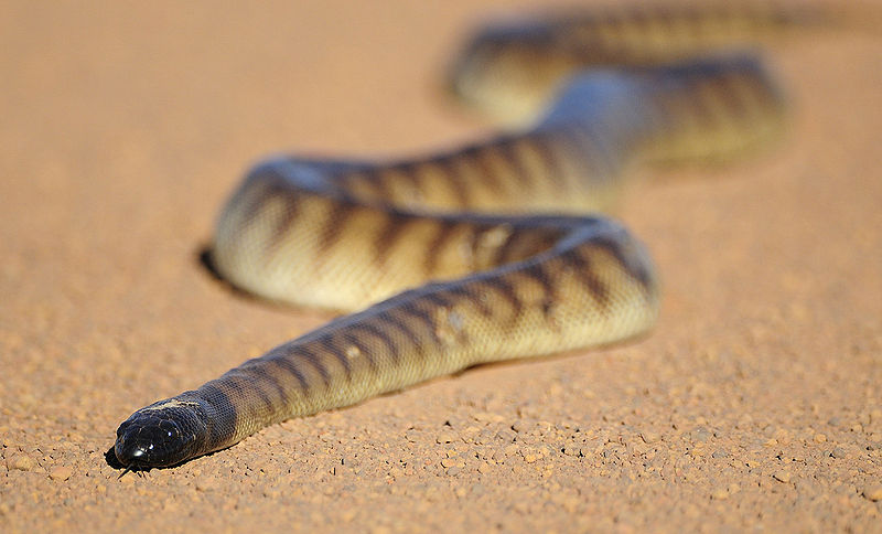 ЛОЖНОНОГИЕ (Boidae), семейство змей