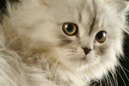 Персидская кошка на zooclub.com.ua