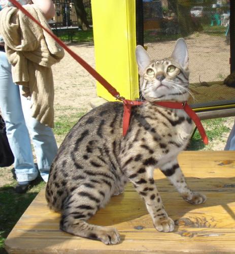 Кошка Саванна на zooclub.com.ua