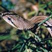 СЛЕПУНЫ (Typhlopidae), семейство змей. Насчитывает 5 родов, самый обширный — слепозмейки (Typhlops) со 120 видами, всего около 180 видов. 