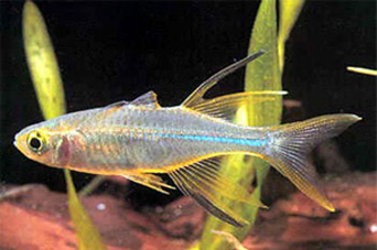 ТЕЛЬМАТЕРИНЫ (Telmatherina), род рыб семейства атериновых