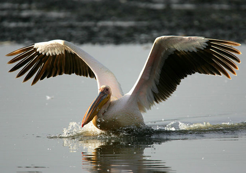 Розовый пеликан