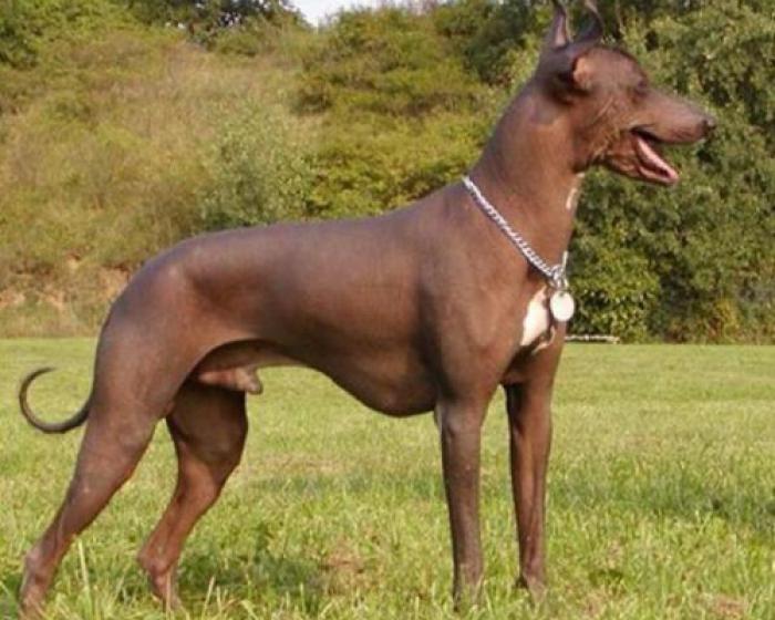 Перуанская Голая Собака