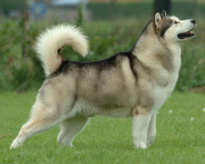 собака аляскинский маламут фото сколько стоит щенка
