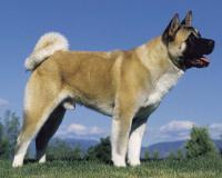 Большая Японская Собака