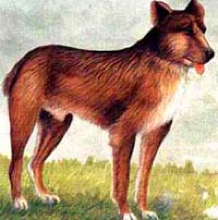 Лангедокская Пастушья Собака