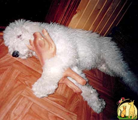 Лхаса апсо - маленькая собачка из Тибета, собака-предсказатель, продам щенка, Лхаса Апсо