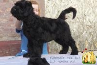 Русский Черный Терьер - очень крупный объёмный щенок, Шоу перспектива!, Черный терьер