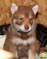 Продам щенков Саарлооской волчьей собаки, Саарлоос Вольфхонд
