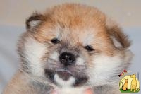 Шикарный щенок акита ину для любящей семьи, Акита Ину