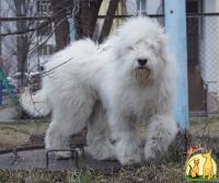 Собака-компаньон и охранник – южнорусская овчарка, Южнорусская Овчарка