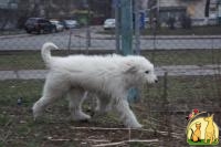 Собака-компаньон и охранник – южнорусская овчарка, Южнорусская Овчарка