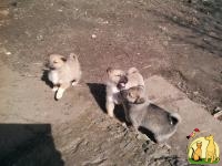 Продаются щенки Западно-сибирской лайки, Западно Сибирская Лайка