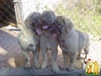 Продам щенков овчарки шарпланинак, Югославская Овчарка – Шарпланинак