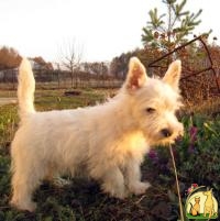 Срочно Щенки West Highland White Terrier (весты), Вест Хайленд Уайт Терьер