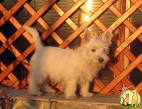 Срочно Щенки West Highland White Terrier (весты), Вест Хайленд Уайт Терьер