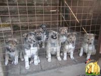 Продам щенков западно-сибирской лайки, Западно Сибирская Лайка