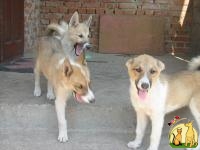 Продам щенков западно-сибирской лайки, Западно Сибирская Лайка
