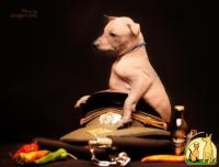 мексиканская голая собака (ксолоицкуинтли), Мексиканская Голая Собачка