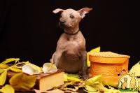 мексиканская голая собака (ксолоицкуинтли), Мексиканская Голая Собачка