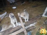 Продам щенков ЗСЛ, Западно Сибирская Лайка