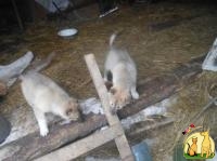 Продам щенков ЗСЛ, Западно Сибирская Лайка