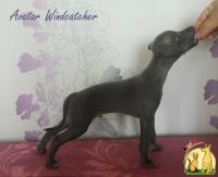 Продам элитных щенков левретки (Italian Greyhound) от родителей чемпионов, Левретка