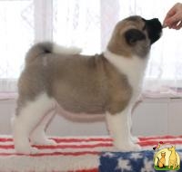 Продам щенков Американской Акиты, Большая Японская Собака