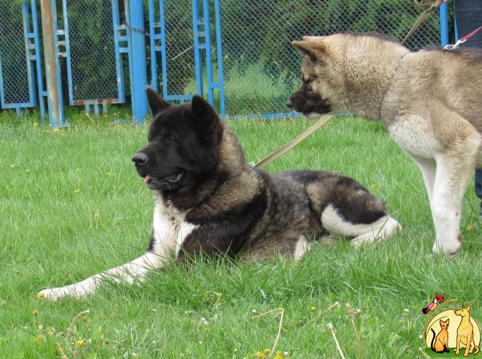 Вязка Американская акита, Большая Японская Собака