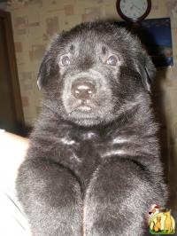Black german shepherd puppies of work breeding, Немецкая Овчарка