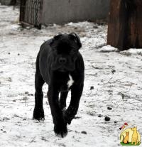 Черный щенок кане корсо, Кане Корсо