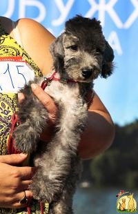 Эксклюзив - Единственный щенок в Украине, Бедлингтон Терьер