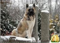 Американская акита, Большая Японская Собака