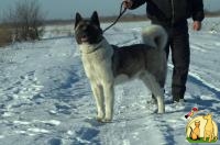 Американская Акита кобель для вязок в Киеве, Большая Японская Собака