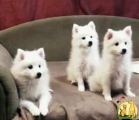 Белоснежные щенки Японского шпица ищут семью, Японский Шпиц