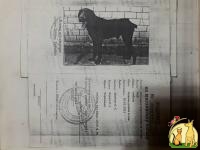 Продам щенков Дратхаара, Немецкая Длинношерстная Легавая
