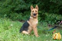Зира » Отдам в хорошие руки молодую собаку Зиру, метиса немецкой овчарки, 0 Без породы